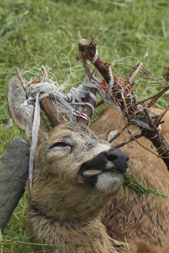 European roe deer (Capreolus capreolus) buck caught with antlers in a pasture fence, carcass, Lower Austria, Austria