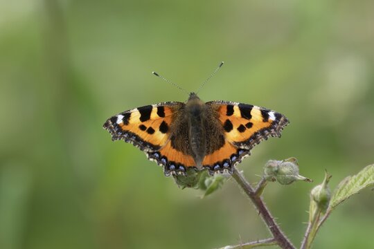 Small tortoiseshell butterfly (Aglais urticae) adult insect feeding on bramble flowers in summer, England, United Kingdom