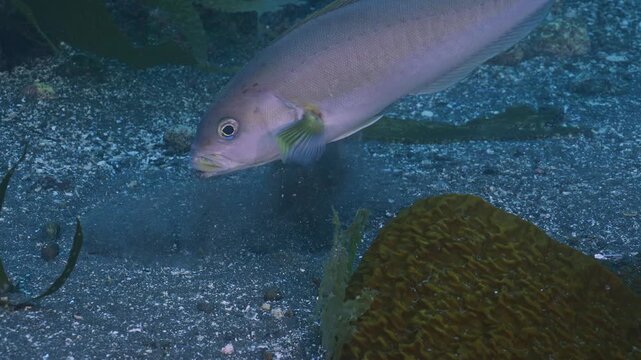 Ocean whitefish digs in seabed for meal.