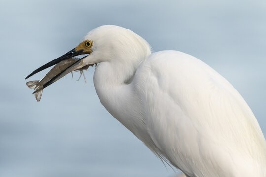 Snowy egret (egretta thula) with preyed shrimp, Ding Darling National Wildlife Refuge, Sanibel Island, Florida, USA