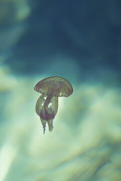 True jellyfish (Scyphozoa) drifting in water, Mediterranean Sea, Mallorca