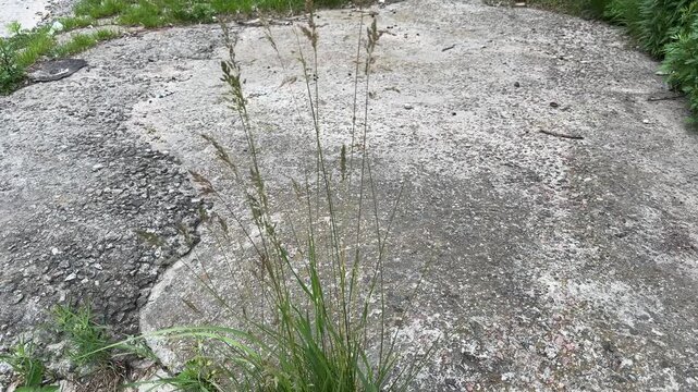 Grass growing in crack between the parts of concrete structures