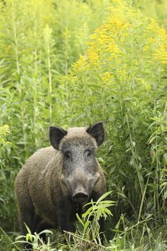 Wild boar (Sus scrofa) cache secured between flowering tall goldenrod (Solidago gigantea) Allg&auml;u, Bavaria, Germany