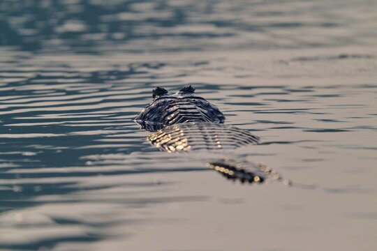 The back of a caiman glides through still water, a peaceful encounter with nature, Spectacled caiman (Caiman yacare, Caiman crocodilus yacare), Pantanal, Mato Grosso, Brazil