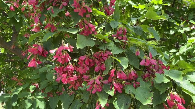 Closeup of a Tatar Maple Acer Tataricum with Pink Seed Pods and Green Leaves