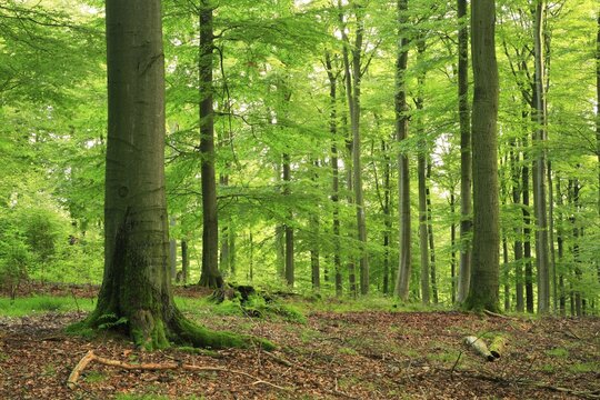 Near-natural forest with large old beech trees, Kellerwald-Edersee National Park, Hesse, Germany