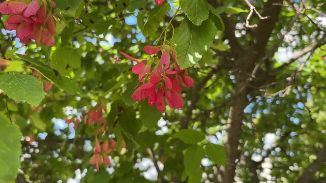 Closeup of a Tatar Maple Acer Tataricum with Pink Seed Pods and Green Leaves