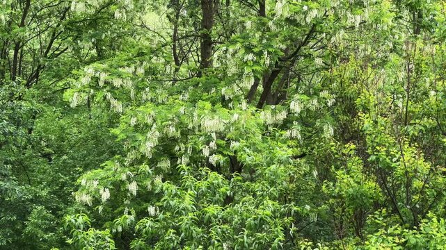 Blooming locust trees in old park during a rain