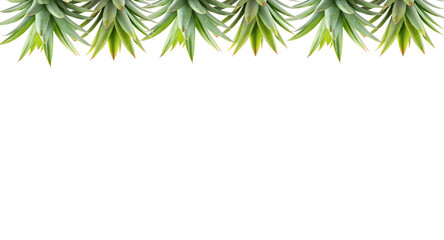 frame of palm leaves © Muthaiya