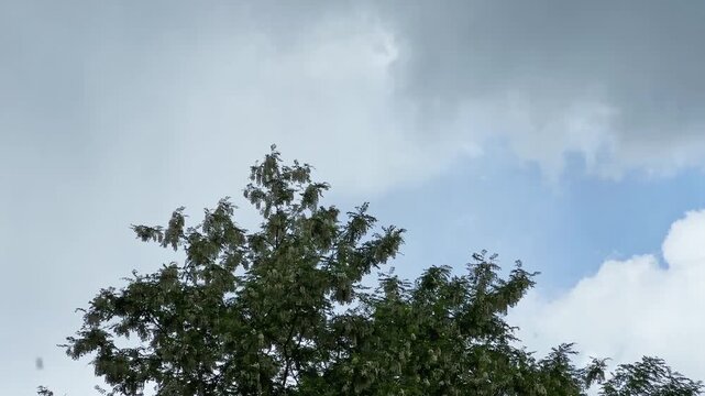 Blooming locust trees in old park during rain against sky