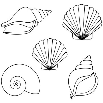 Set of various seashell types including conch and scallops as simple line drawing vector illustration with seashells monochrome isolated