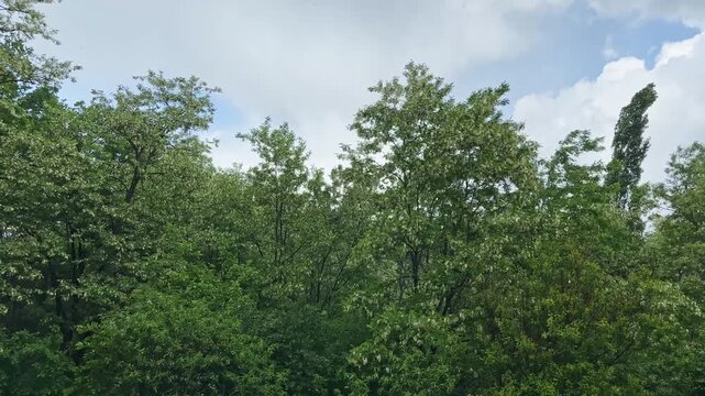 Blooming locust trees in old park during rain against sky