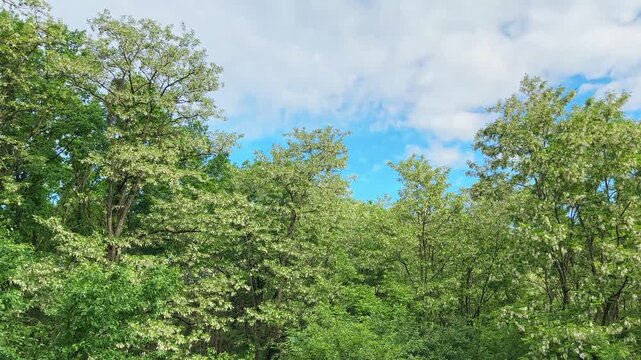 Blooming locust trees in park against blue sky with clouds