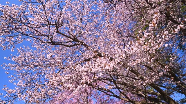 二十間道路桜並木の桜