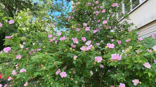 Blooming dog rose bush against multistory building in overcast day