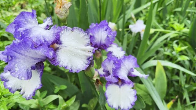 Wet purple-white flower of bearded iris on blurred background