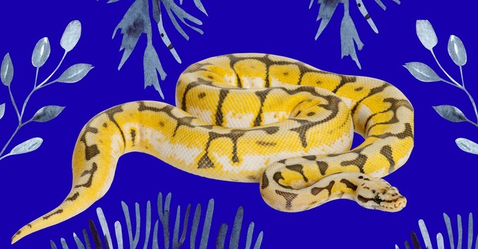 Yellow pattern ball python snake on blue background with botanical elements