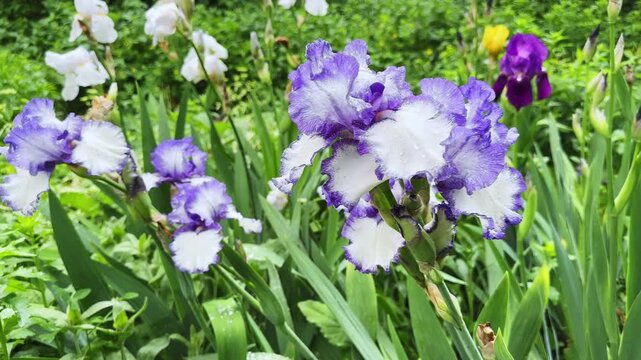 Wet purple-white flowers of bearded iris on blurred background