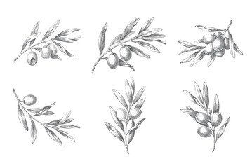 Set of olive branch studies with fruits and engraved foliage details. © Creative09