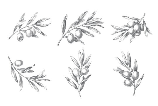 Set of olive branch studies with fruits and engraved foliage details.