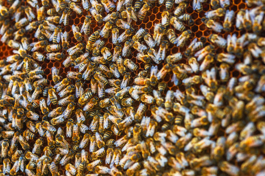 Busy bees gather in a hive during the day near a flower garden