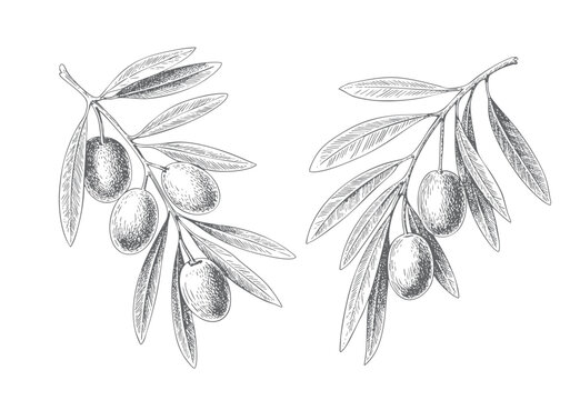 Classic olive branches with natural fruit clusters and botanical details.