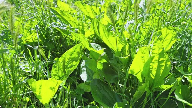 Broadleaf plantain bushes among grass in sunny day, bottom view
