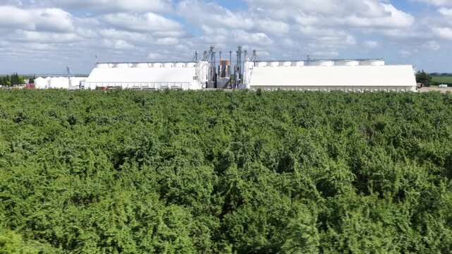 Dense almond orchard rows fill foreground with large white processing warehouses and industrial silos rising beyond under partly cloudy skies in Arbuckle, California, USA. Aerial drone wide shot