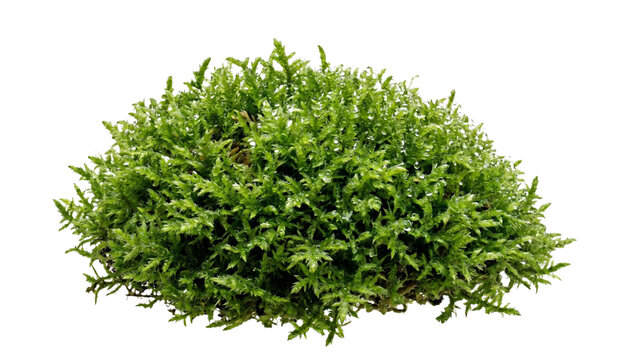 Green moss cluster with detailed foliage isolated on transparent background forest floor lichen bryophyte plant