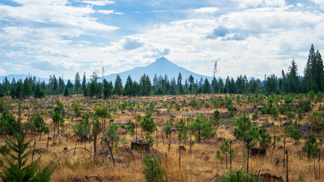 Clear Cut Forest With Mountain