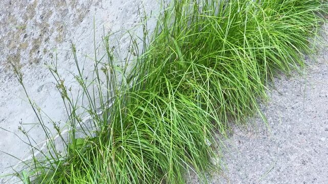 Grass growing in crack between the concrete wall and path