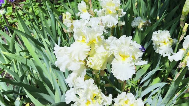 White-yellow flowers of bearded iris on blurred background
