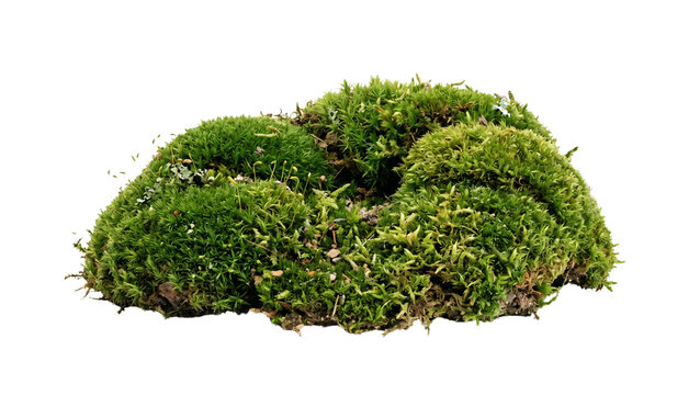 A clump of green moss with visible stems and leaves on transparent background mosses bryophytes
