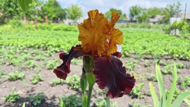 Burgundy-yellow bearded iris flower on blurred background, close-up