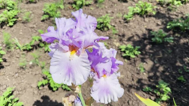 Light white-purple flowers of bearded iris at sunny day