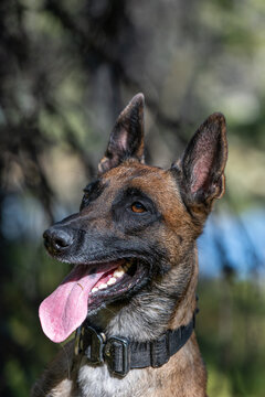 Cute Belgian Malinois focused with his tongue out