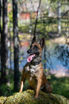 Cute Belgian Malinois sitting in forest focused