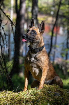 Cute Belgian Malinois sitting in forest focused