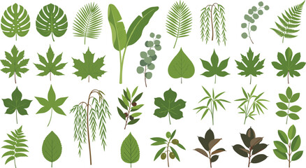 Vector illustration set of various green leaves and tropical foliage elements with monstera palm fern and eucalyptus isolated on white background © Himel