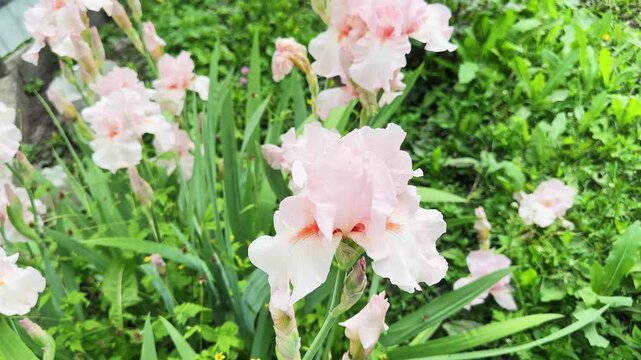 Light pink flowers of the bearded irises at overcast day