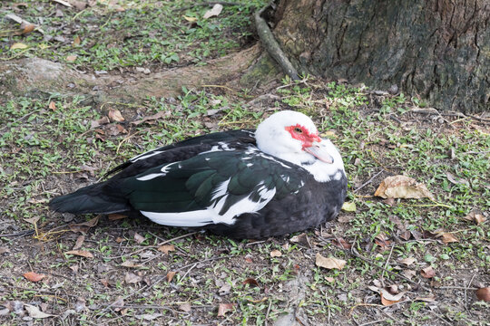 A Muscovy ducks (Cairina moschata) on the grassland.	