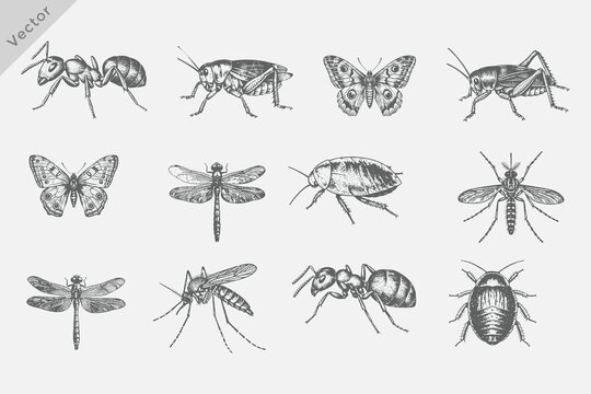 Realistic Vintage retro style insect collection vector illustration. Vintage engraving style set including Ant, Mosquito, Butterfly, Dragonfly, Cockroach on white background.