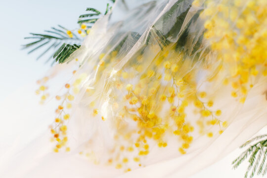Mimosa