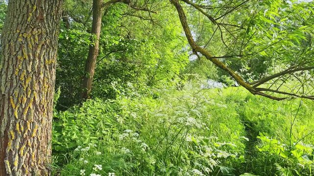 Old willows and meadow with high grass on pond shore