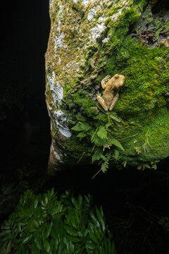 Frog in a tree