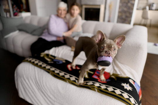 Curious dog standing on sofa at home