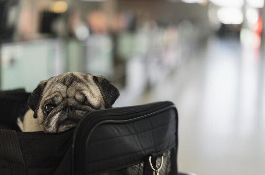 Pug in a travel bag