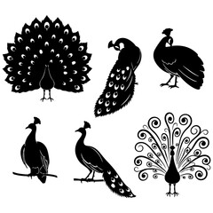 Fototapeta premium Peacock bird silhouettes set displaying feathers and standing poses isolated vector illustration with silhouette feathers wildlife isolated