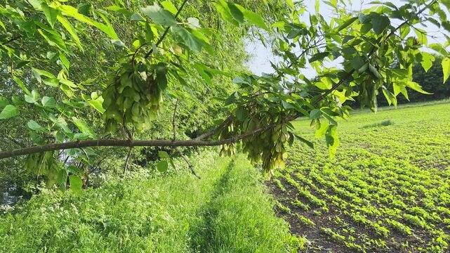 Branch of the ash-leaved maple with unripe winged seeds