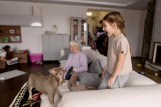 Girl playing tug with dog at home